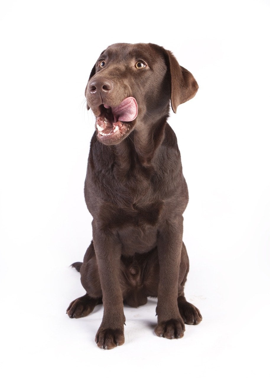 dog, reward, dog food-2048135.jpg